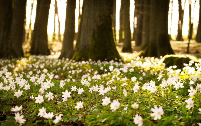 wallpapers_white-flowers-forest-2560x1600.jpg